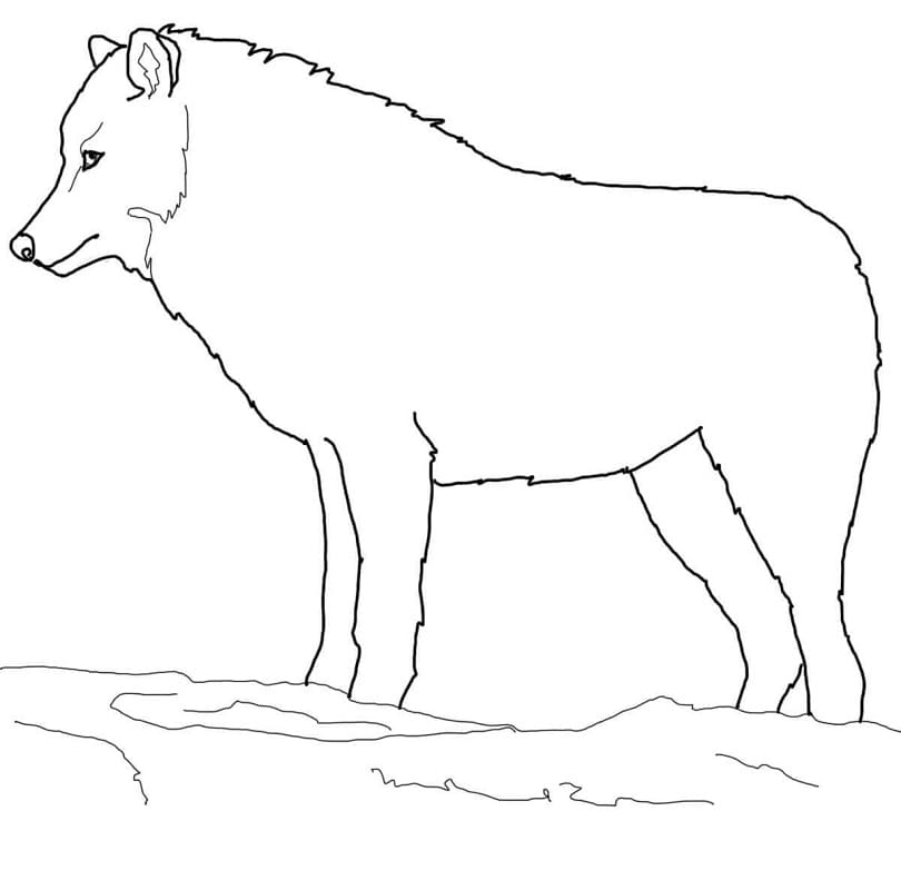 Roztomilý Arktický Vlk omalovánka