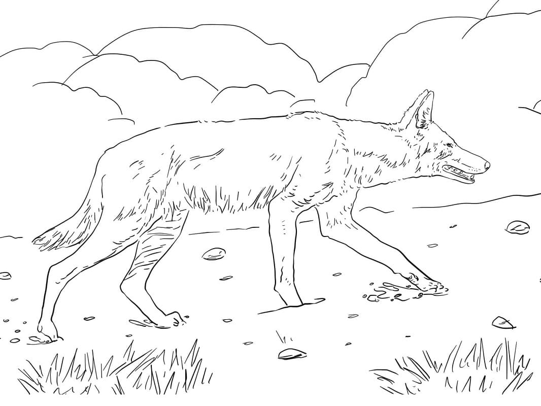 Roztomilý habešský Vlk omalovánka