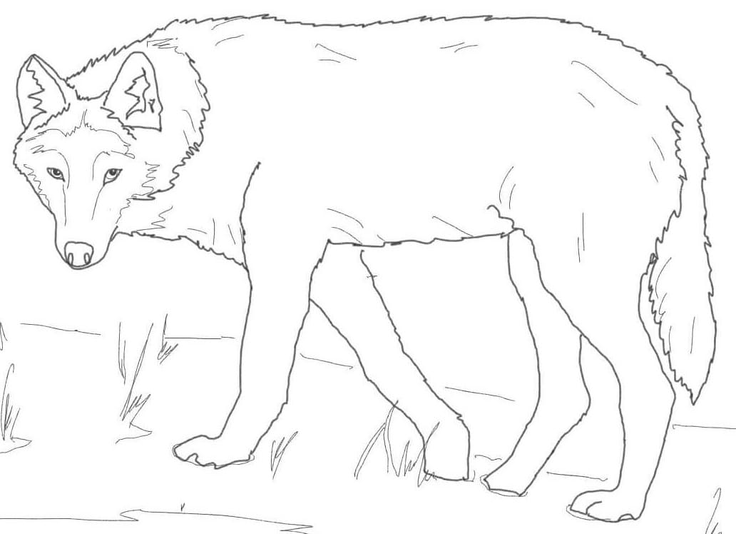 Roztomilý šedý Vlk omalovánka