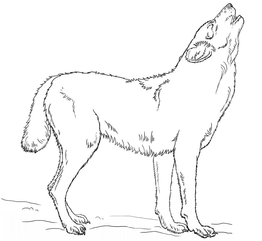 Vlk omalovánky
