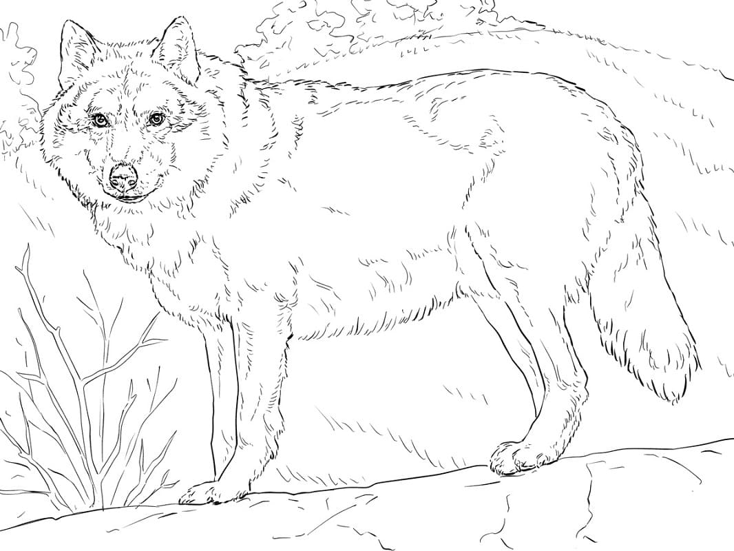 šedý Vlk omalovánka