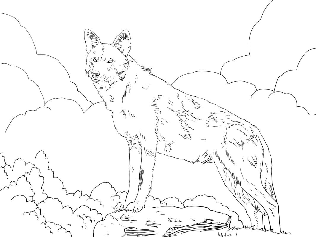 Severoamerický červený vlk omalovánka