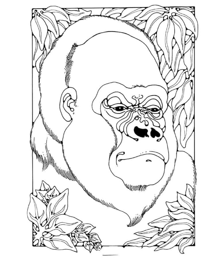 Svobodná Gorila omalovánka