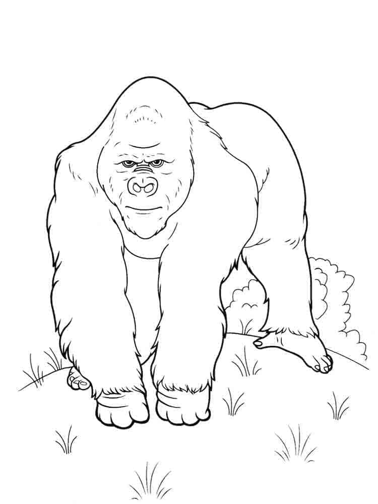 Gorila omalovánky