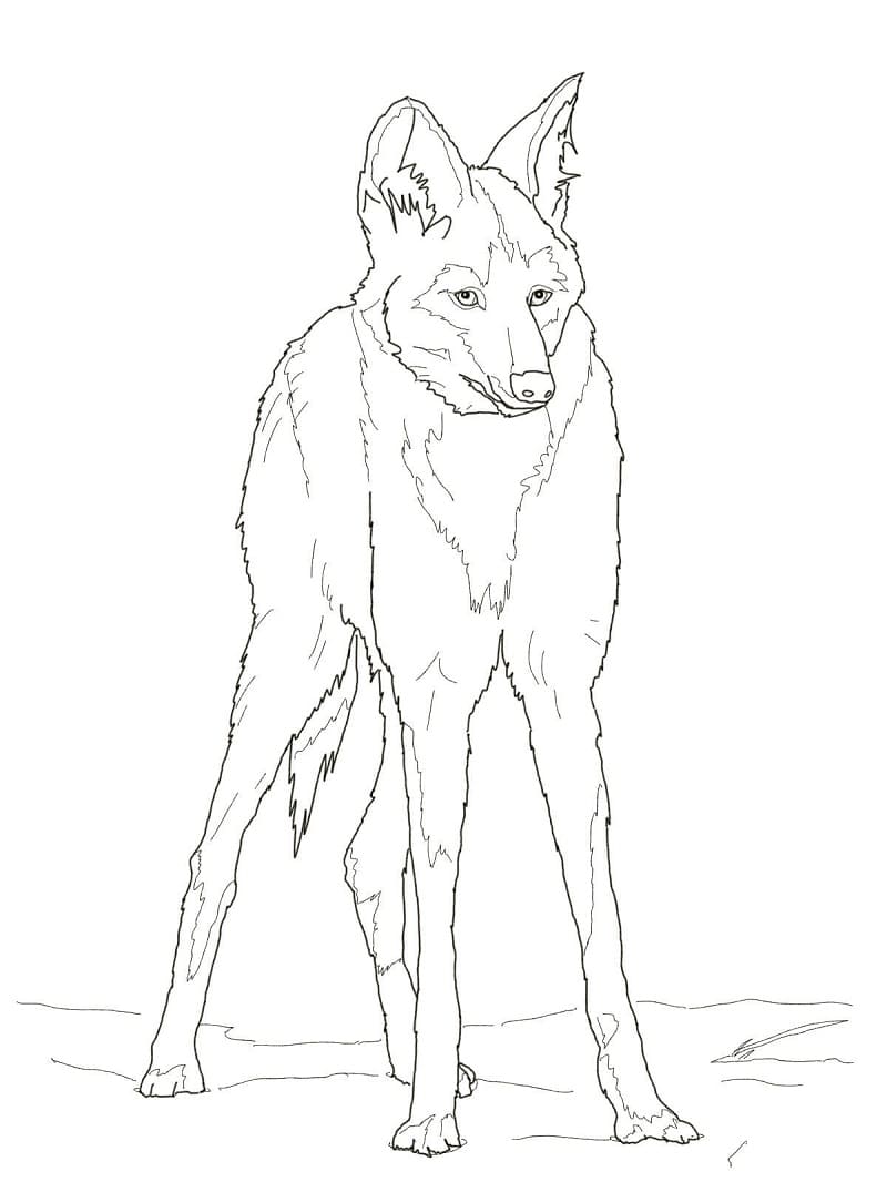 Vlk Hřivnatý omalovánka