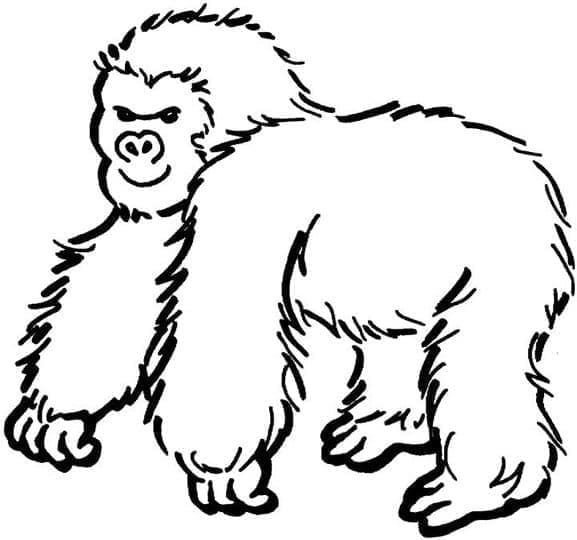 Omalovánka Volná Kresba Gorily