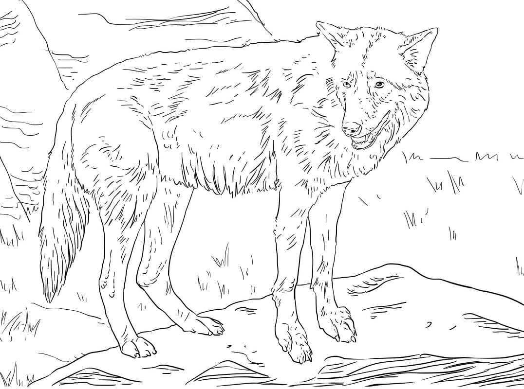 Východní Vlk omalovánka