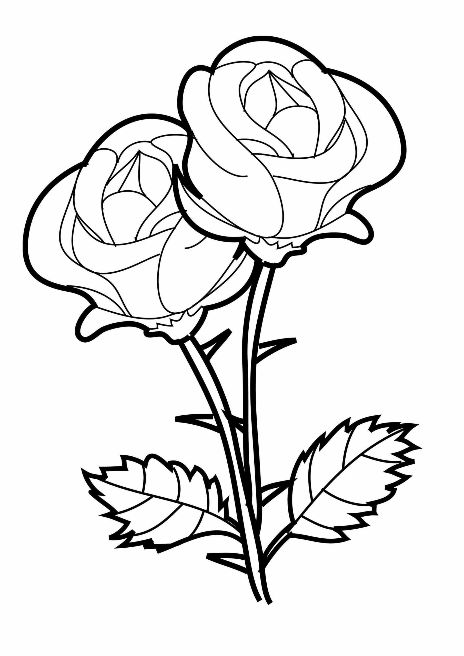 Dvě Atraktivní Růže omalovánka