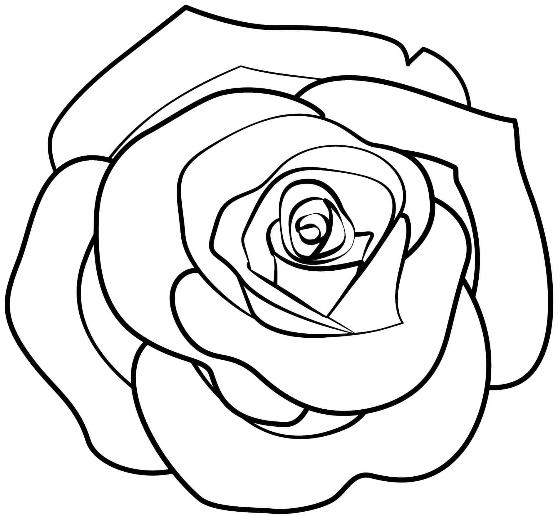 Jednoduchá Růže omalovánka