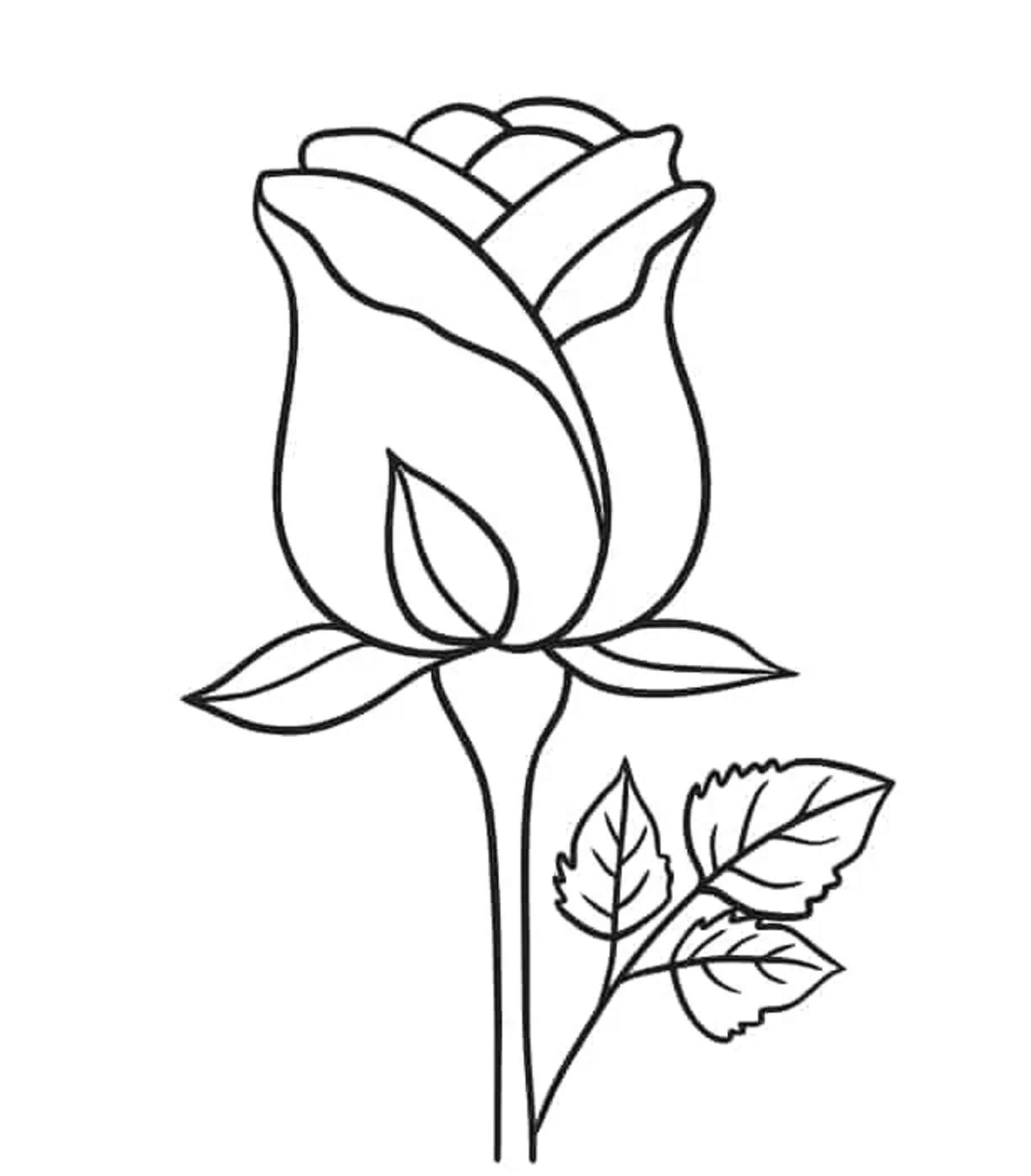 Krásná Růže k Tisku omalovánka