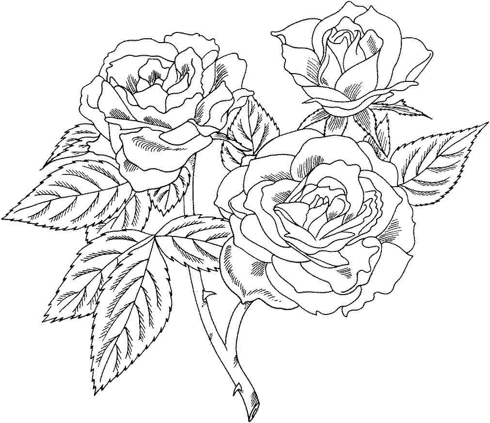 Nádherné Růže omalovánka