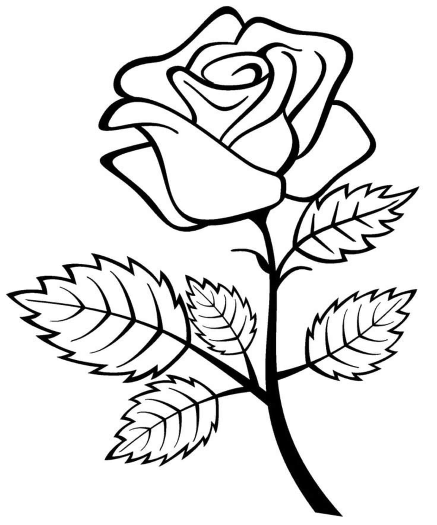 Normální Růže omalovánka