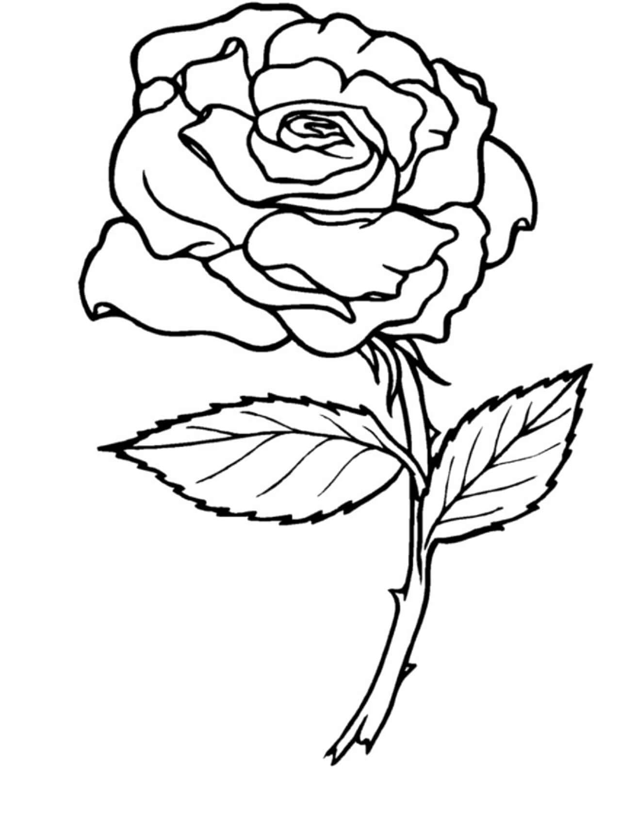 Pěkná Větev Růže omalovánka