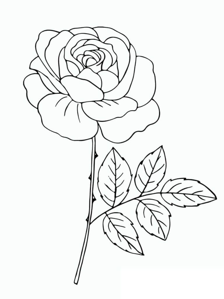 Pěkně Vypadající Větev Růže omalovánka