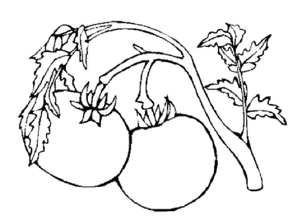 Rajčata na Rostlině Rajčat omalovánka