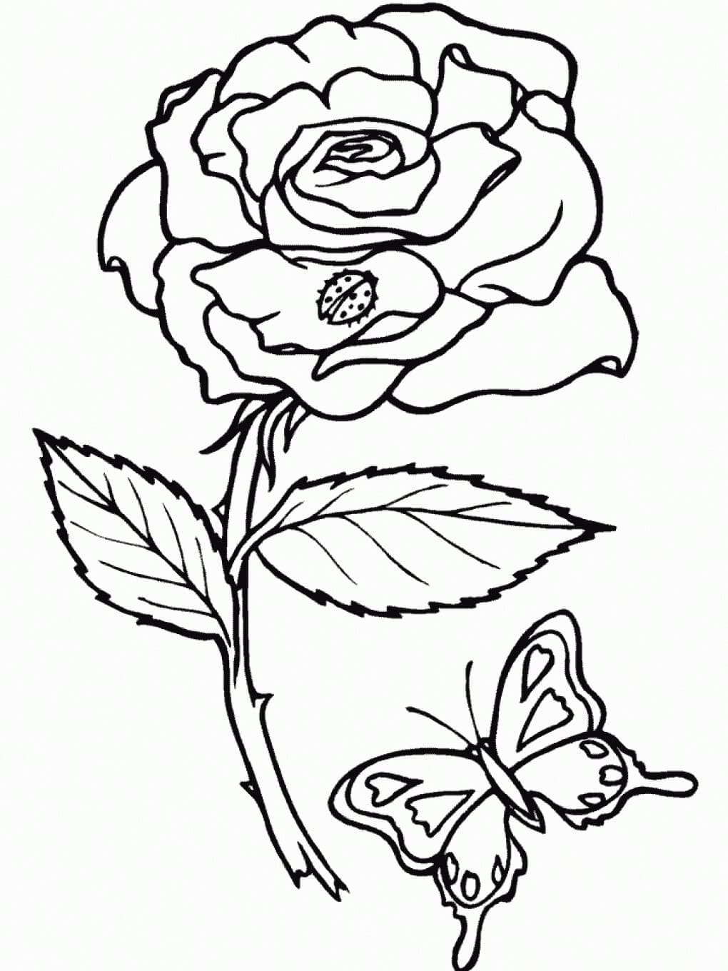 Růže Strom s Motýlem omalovánka