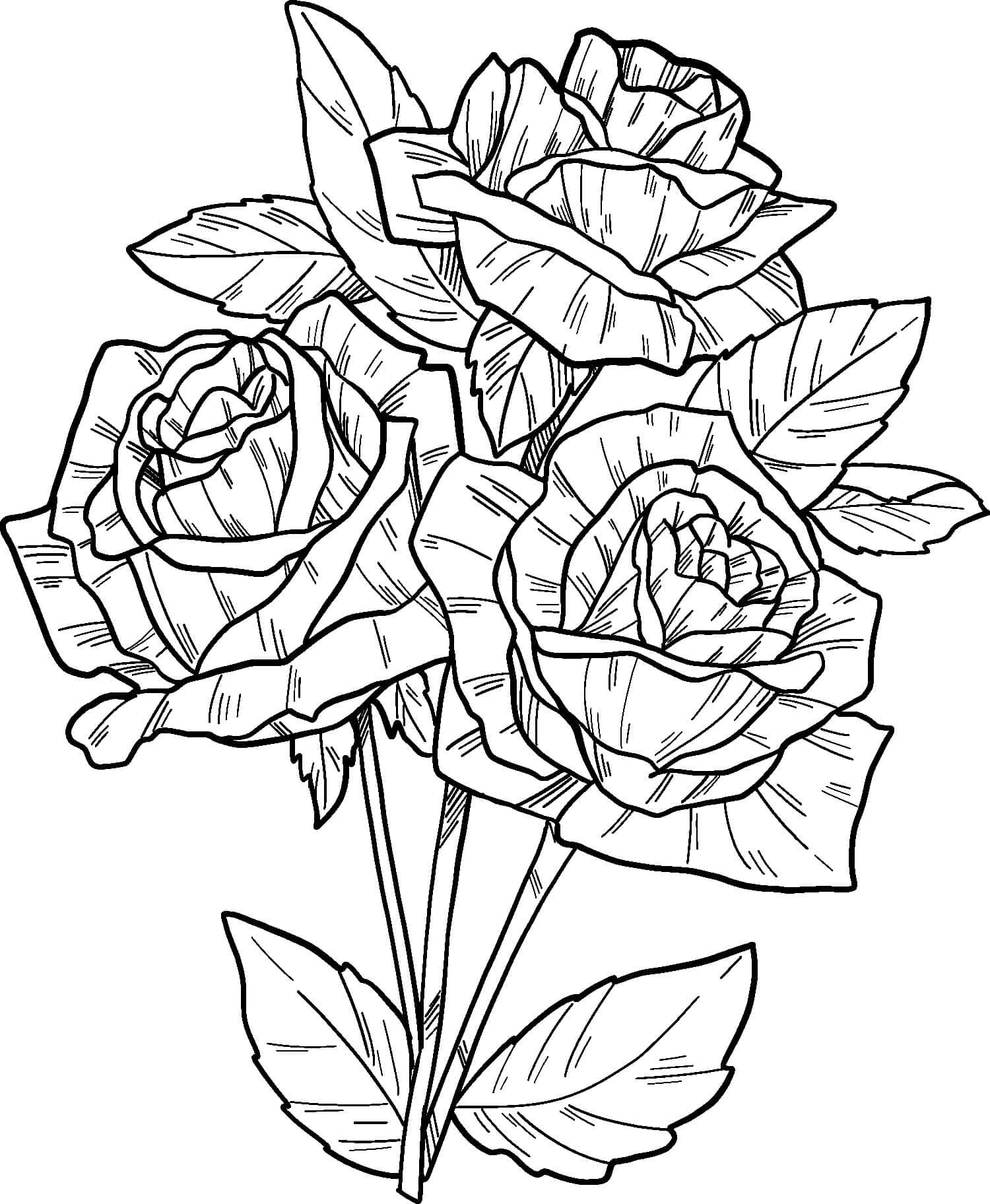 Svůdná Růže omalovánka