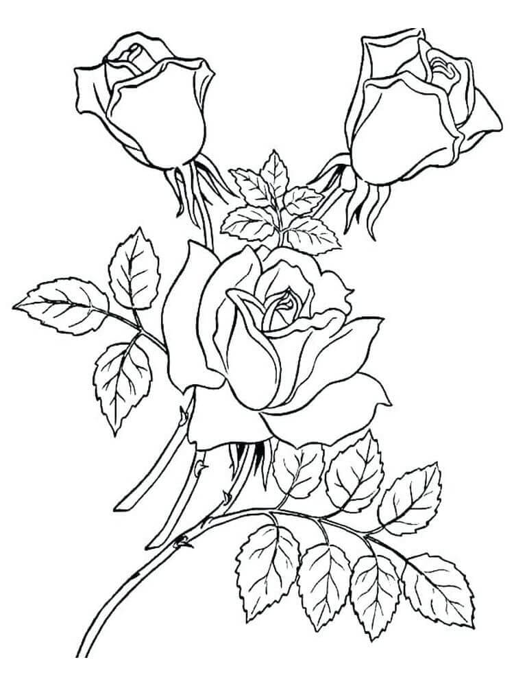 úžasná Větev Růže omalovánka