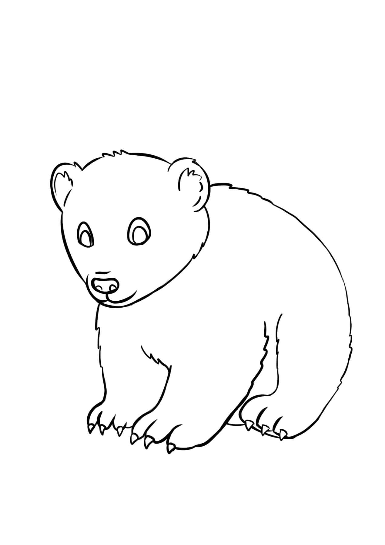 Malý medvěd omalovánka