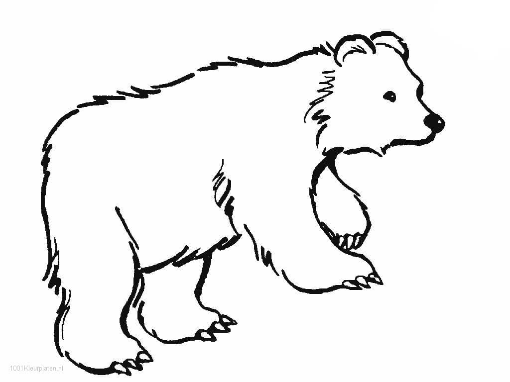 Medvěd obrys omalovánka