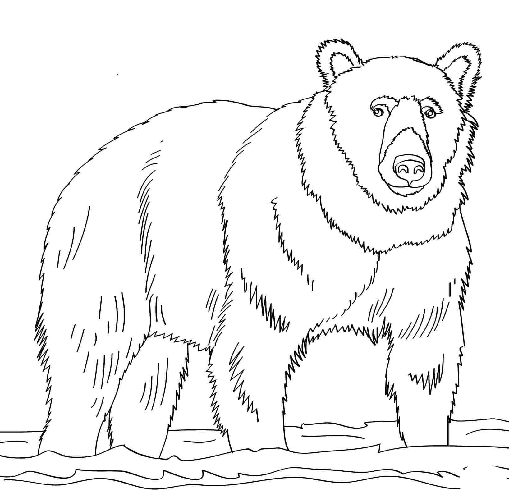 Medvěd zdarma omalovánka