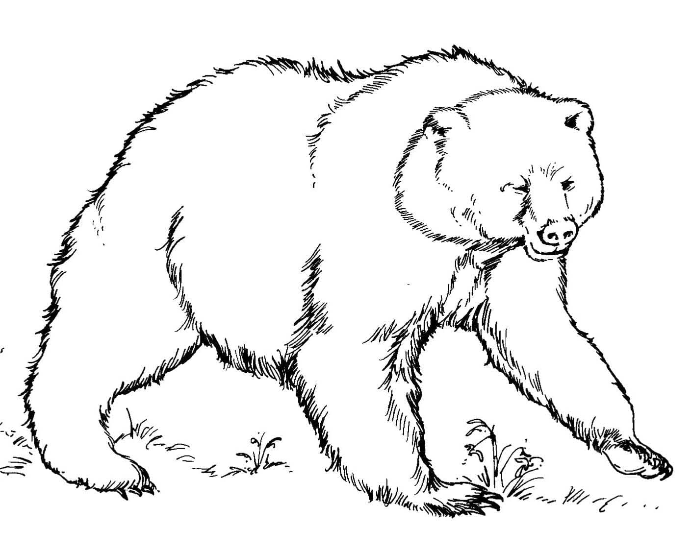 Medvědí chůze omalovánka