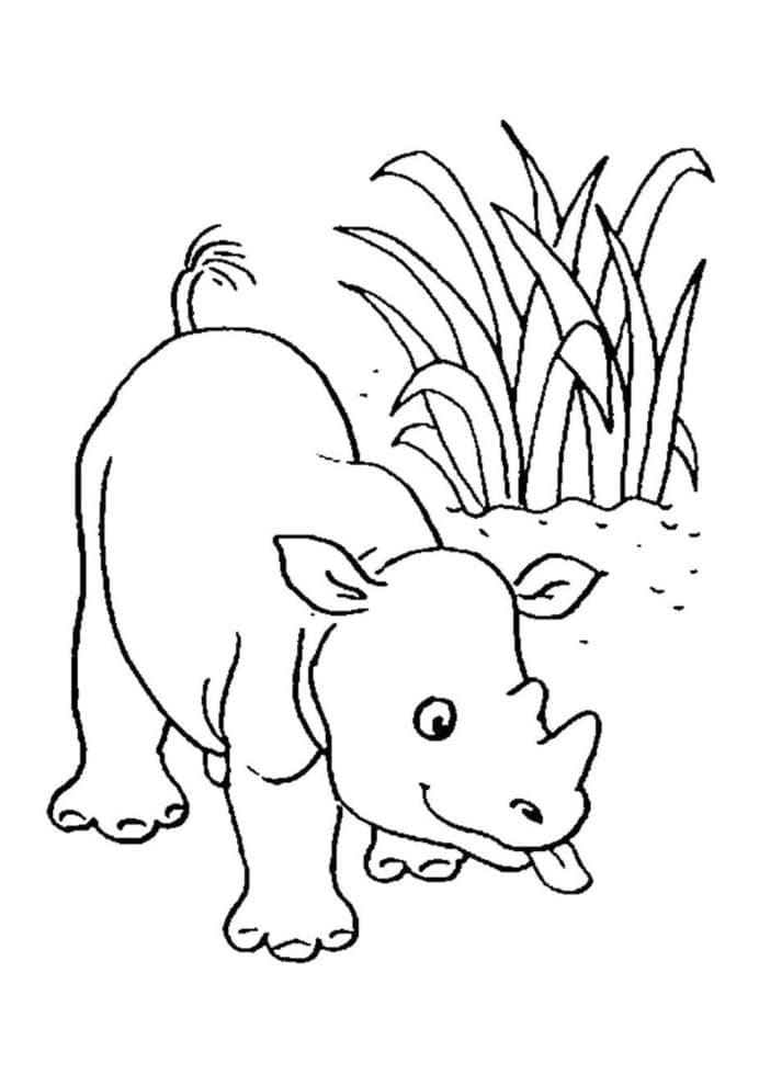 Mládě nosorožce omalovánka