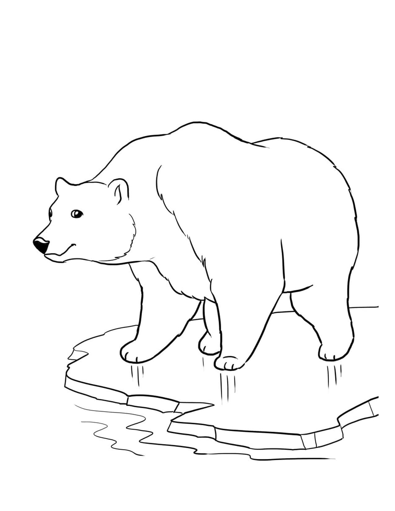 Omalovánka Obrázek medvěda pro dítě zdarma