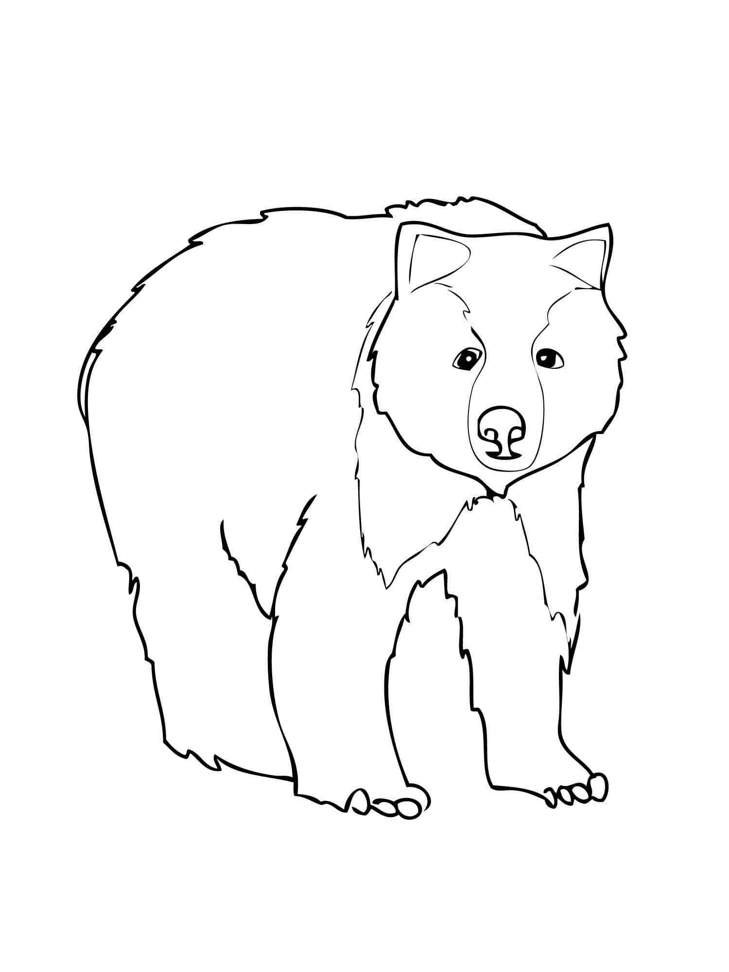 Omalovánka Obrázek medvěda zdarma