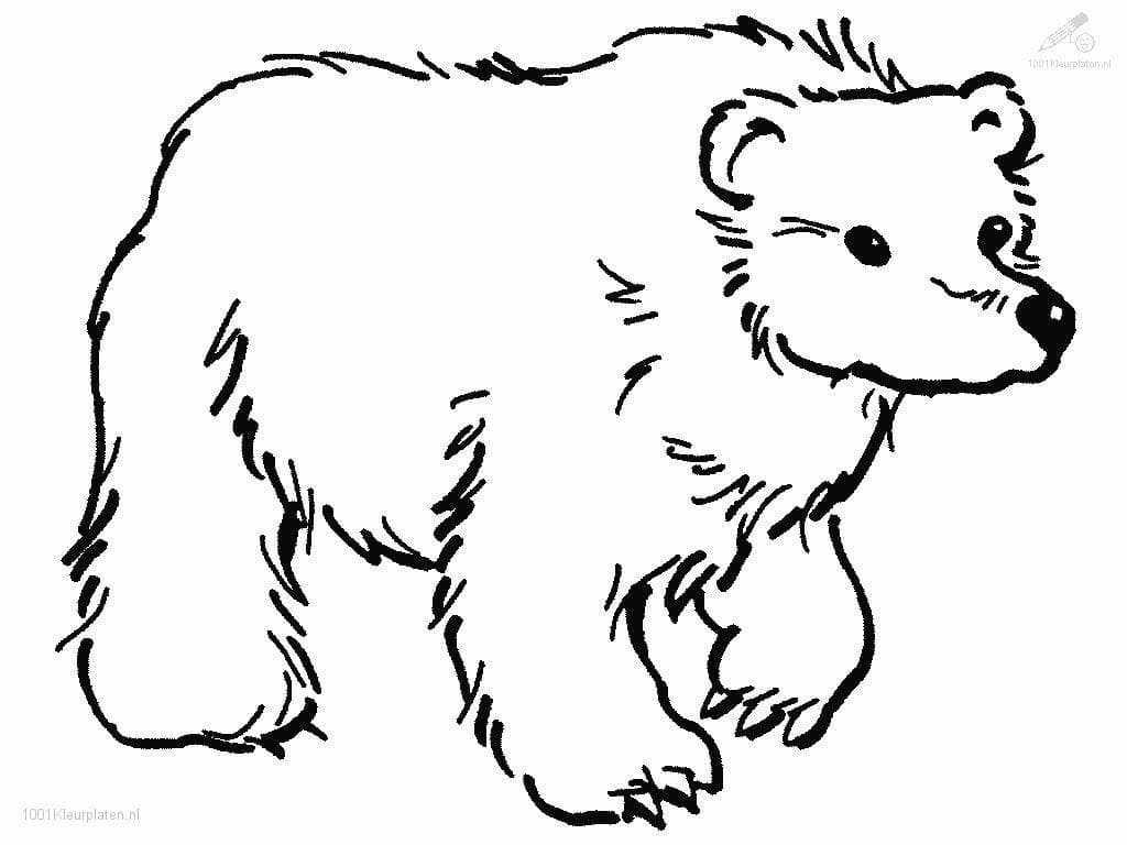 Obrázek medvěda omalovánka