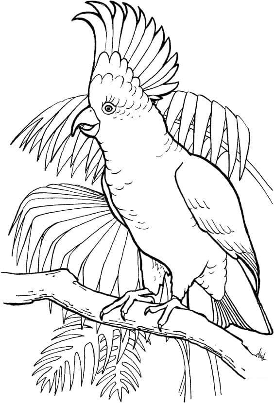 Papoušek kakadu omalovánka