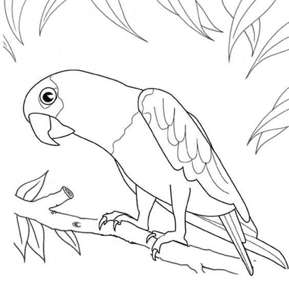 Roztomilý papoušek omalovánka