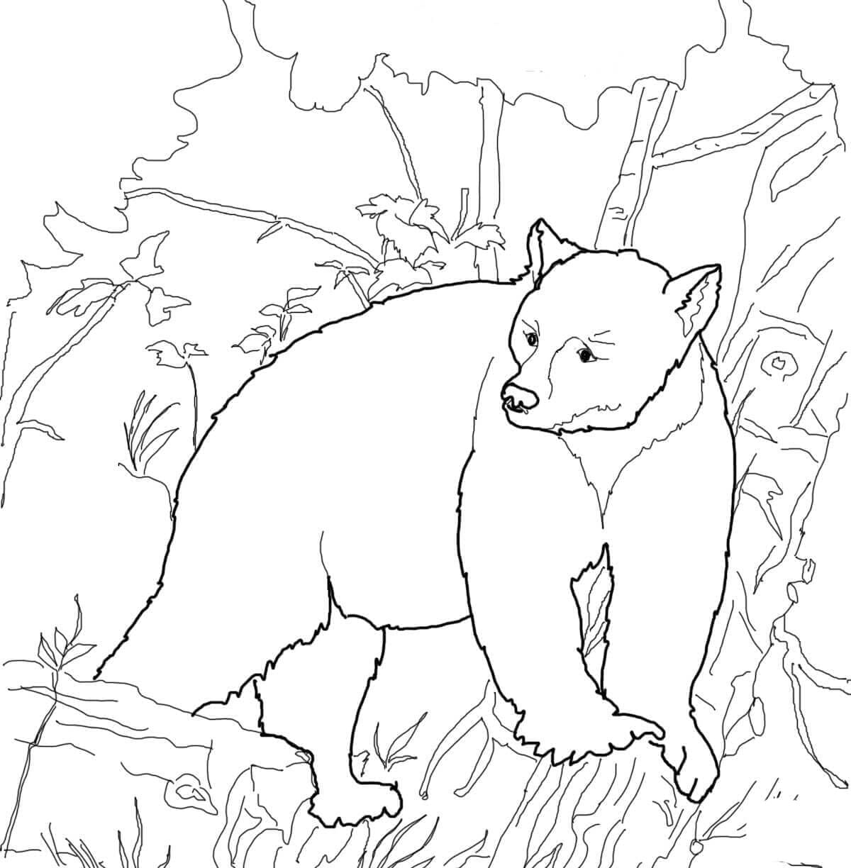Tisknutelný medvěd omalovánka