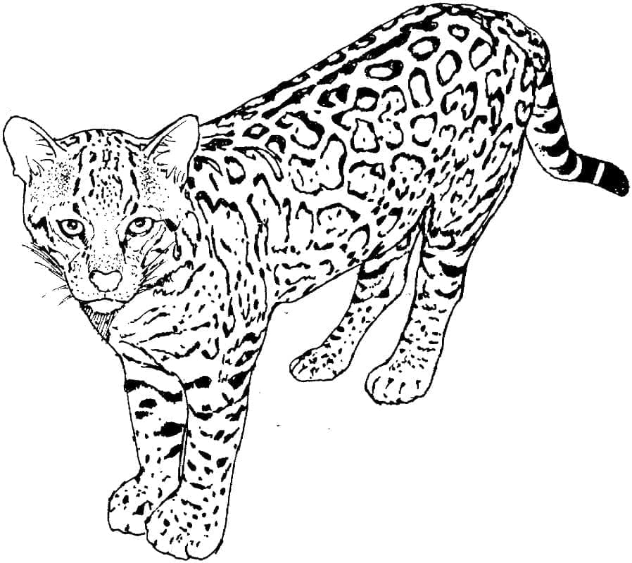 Velkolepý leopard omalovánka