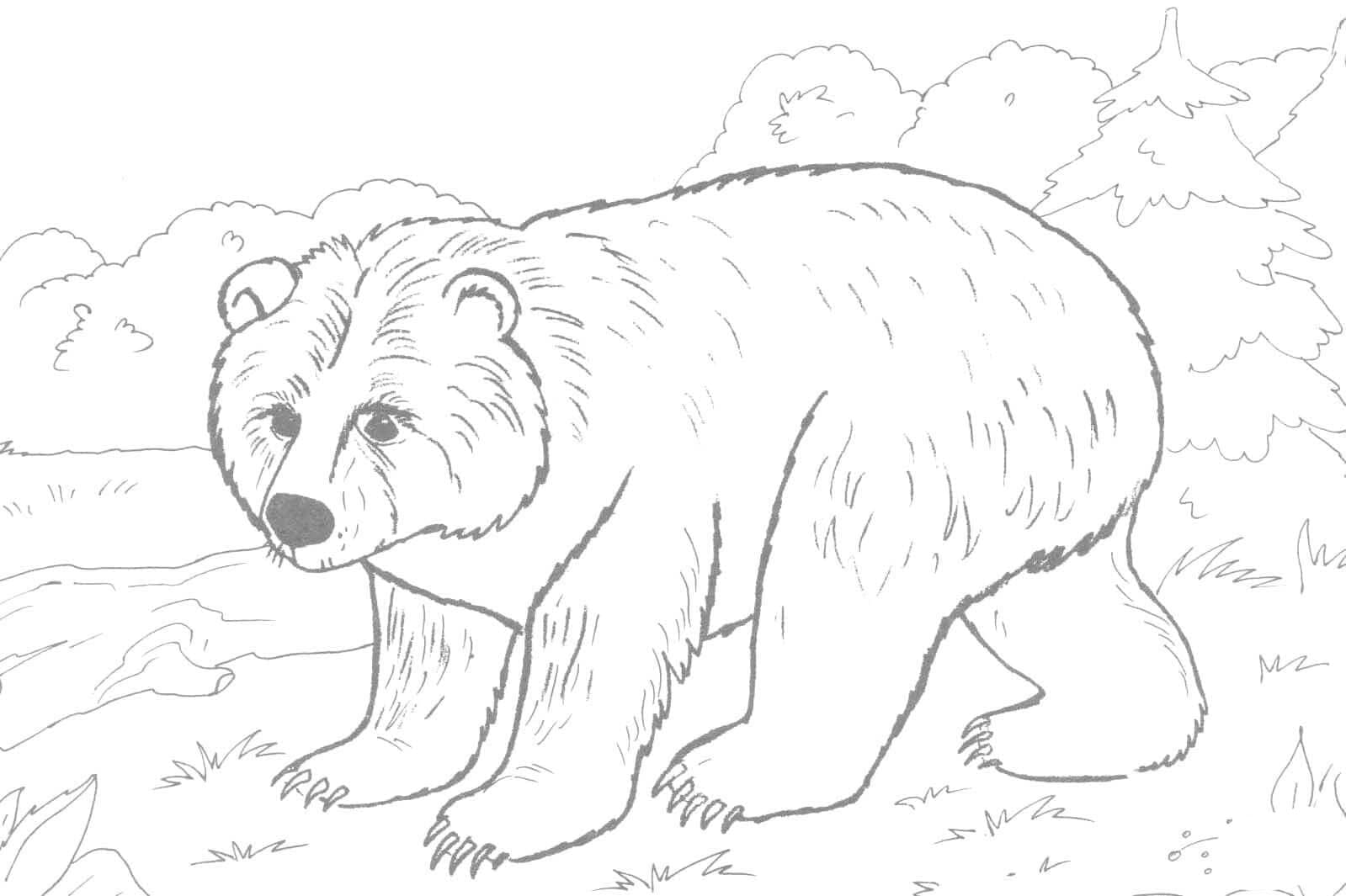 Vytisknout obrázek medvěda omalovánka