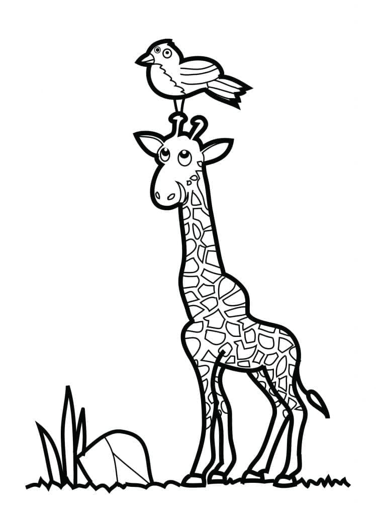 Žirafa a pták omalovánka