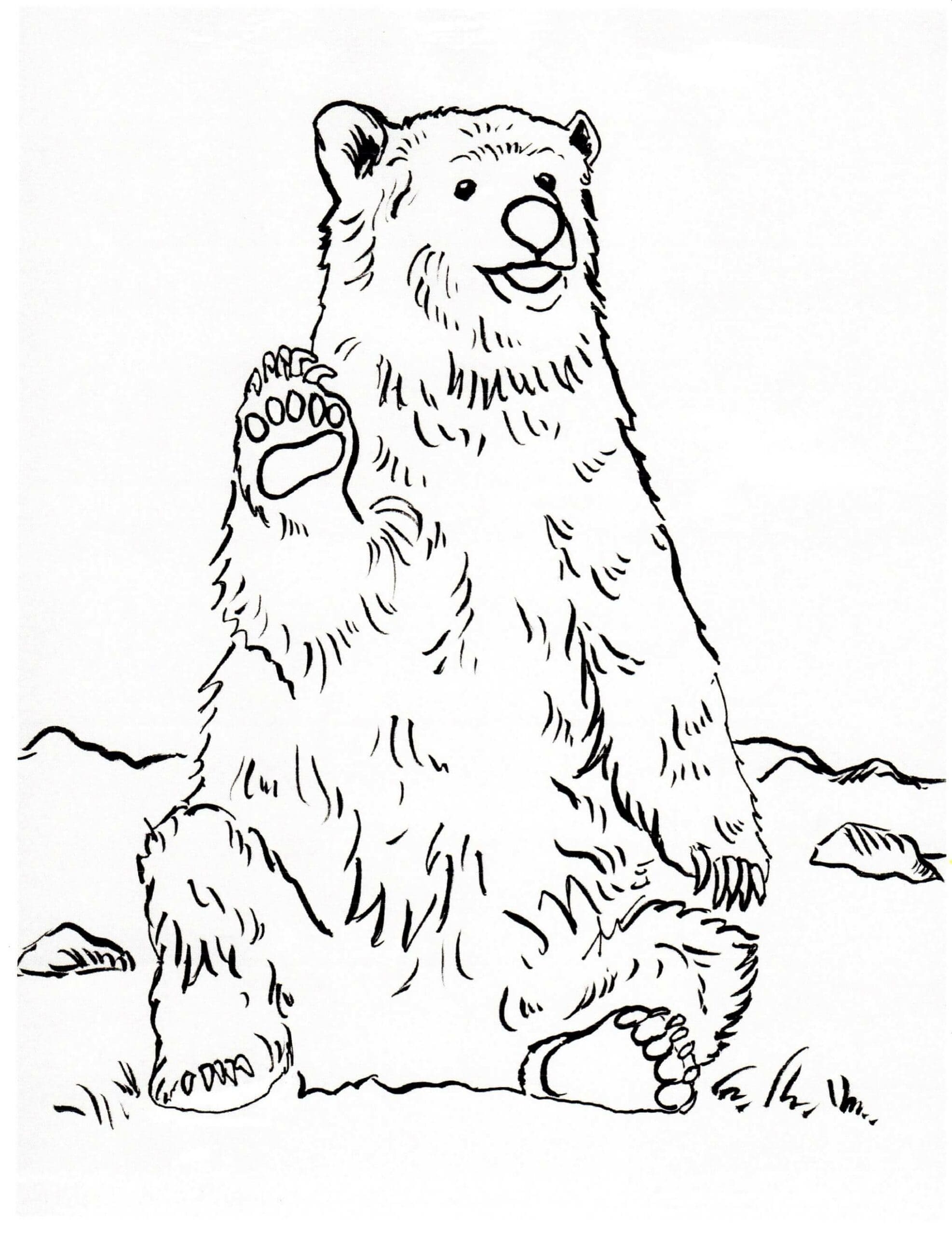 Omalovánka Grizzly sedící medvěd