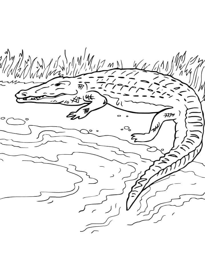 Jeden krokodýl omalovánka