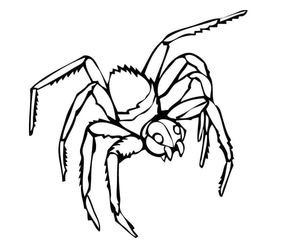 Kreslený pavouk pro děti omalovánka