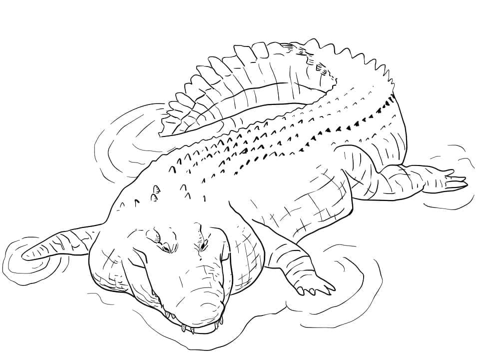 Krokodýl mořský omalovánka