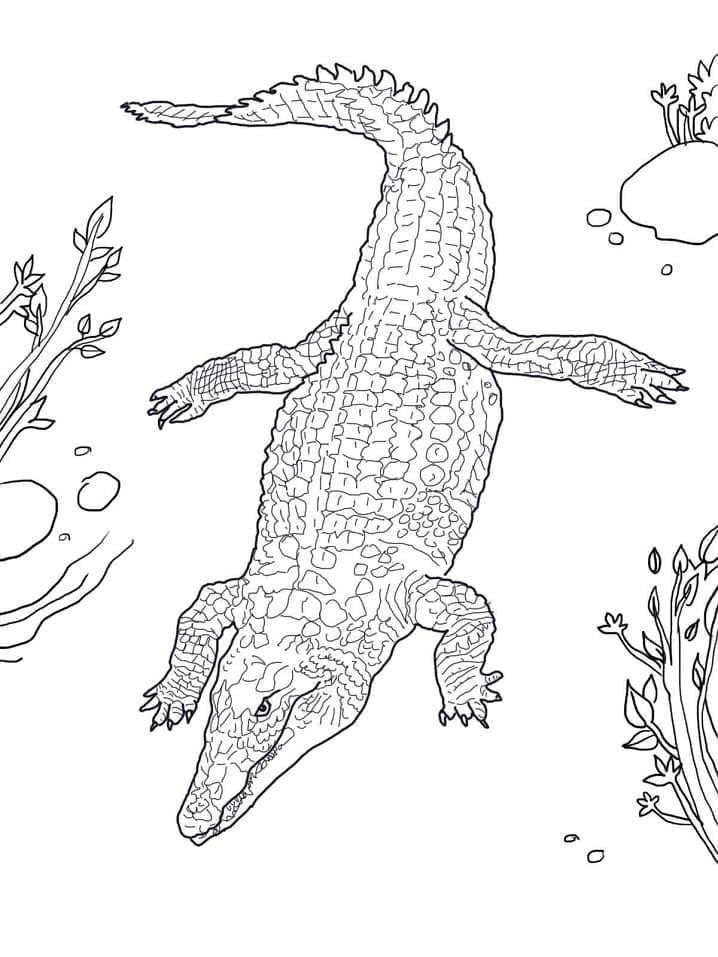 Omalovánka Krokodýl nilský