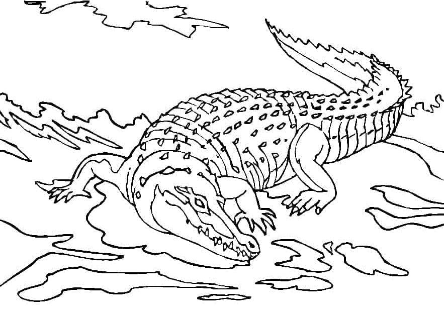 Krokodýl zdarma omalovánka