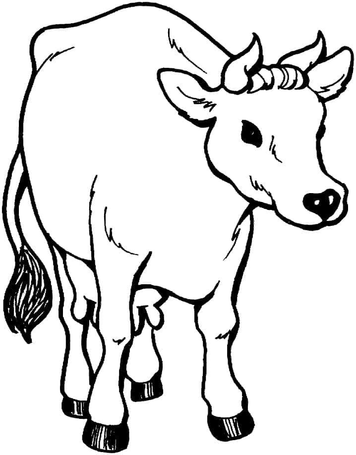 Normální kráva omalovánka