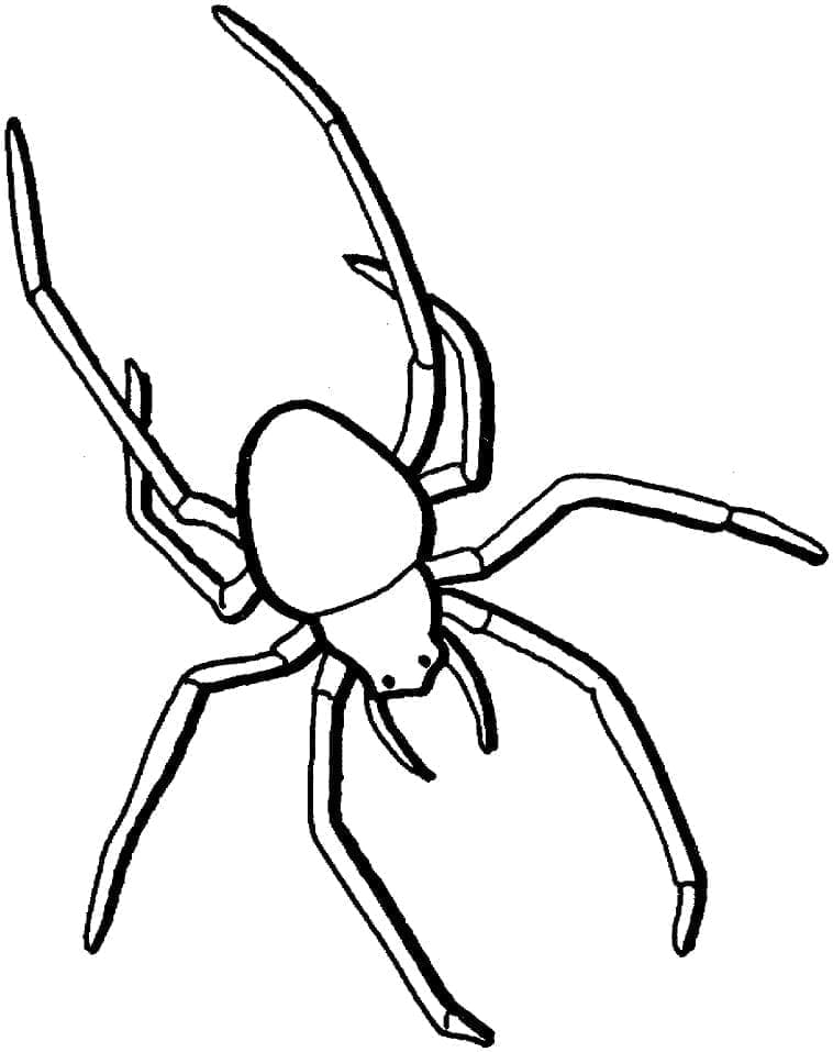 Normální pavouk omalovánka
