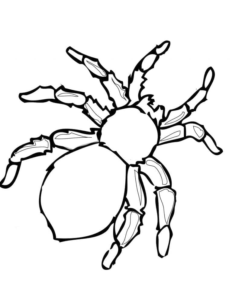 Obrázek pavouka zdarma omalovánka