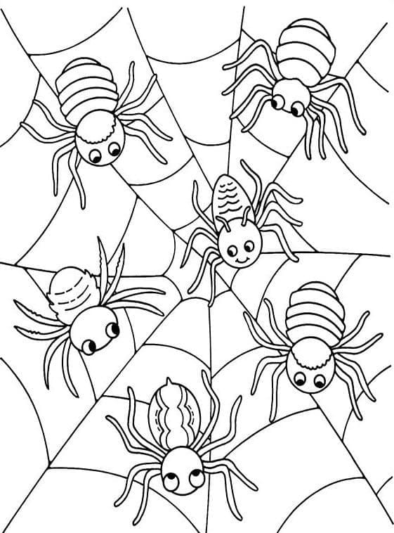 Pavouci na webu omalovánka
