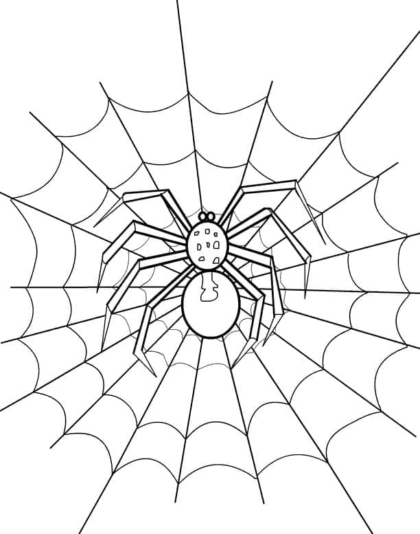 Pavouk na webu omalovánka