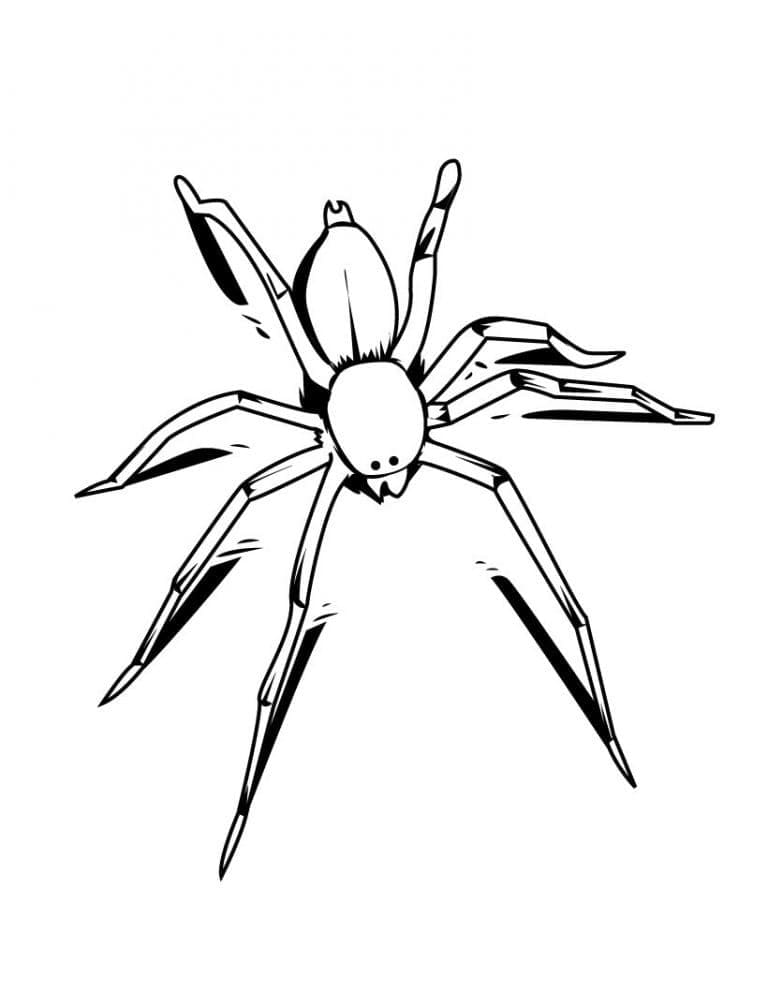 Pavouk pro dítě omalovánka