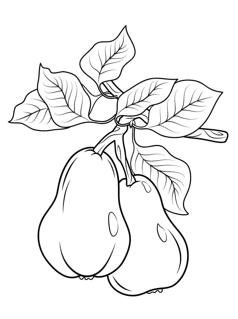 Plody hrušek omalovánka