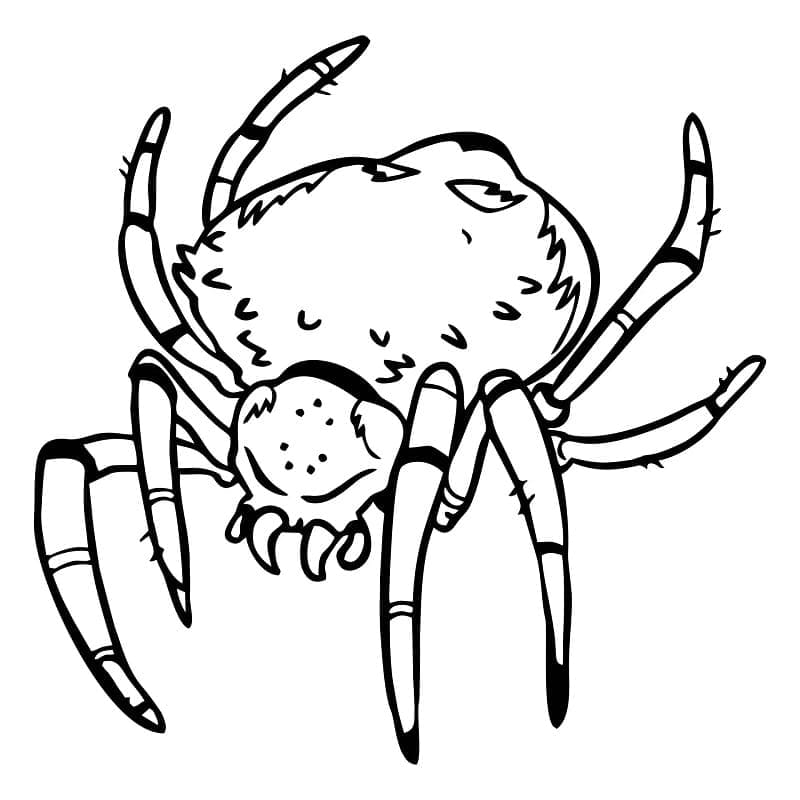 Strašidelný pavouk omalovánka